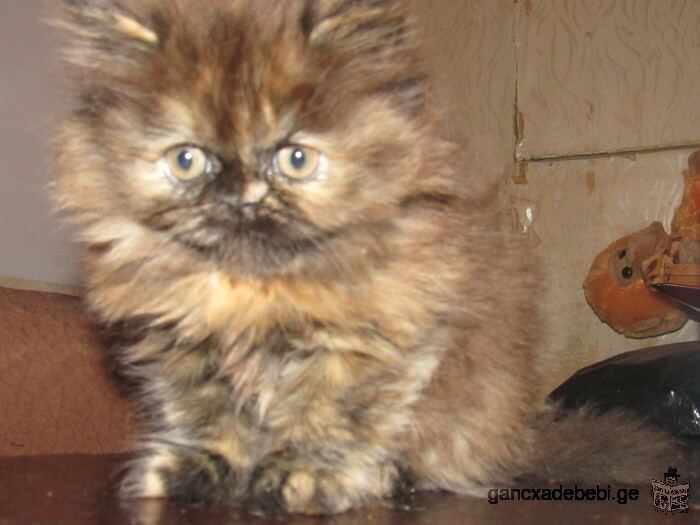 персидской котенок