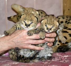 Ocelot , Caracal and Serval Kittens for Sale